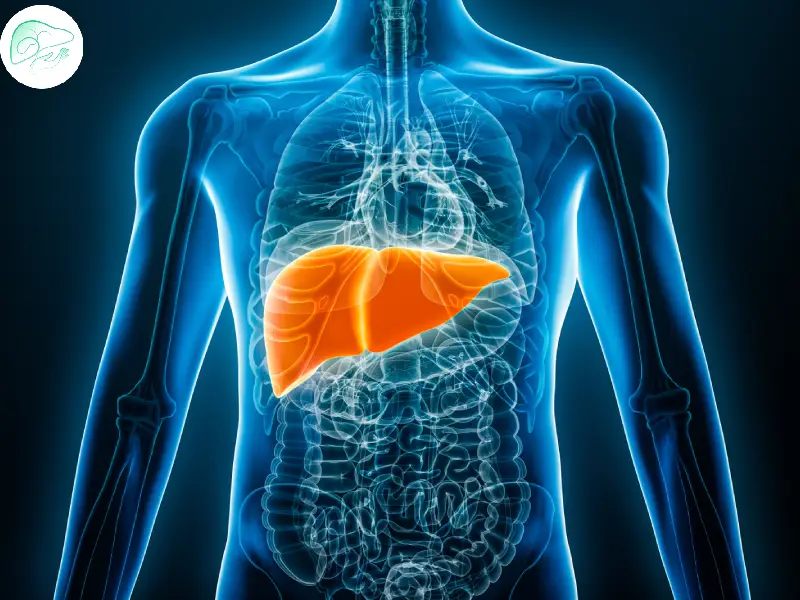 نقش کبد در بدن و ضرورت پاکسازی آن