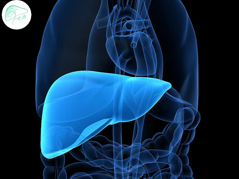 اهمیت سبک تغذیه در درمان کبد چرب